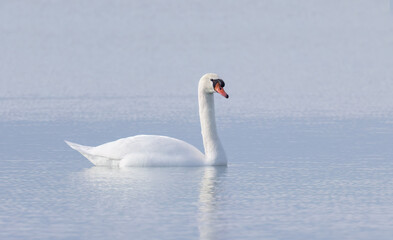 A lone Mute swan swimming on the calm waters of Lake Ontario, Canada on a cold winter morning