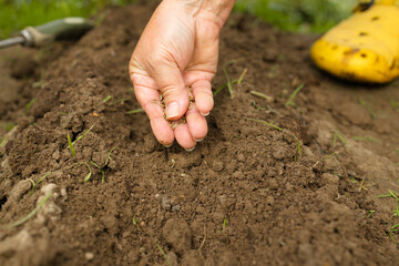 Unrecognizable woman hands holding seed of plant seedling in rows, sprout over soil. Anonymous female organic farmer protecting a young plant in her garden. Business agriculture garden. High quality