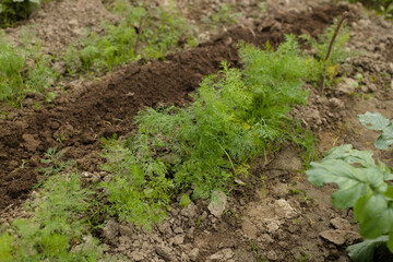 Fresh dill Anethum graveolens growing on the vegetable bed. Annual herb, family Apiaceae. Growing fresh herbs. Green plants in the garden, ecological agriculture for producing healthy food concept