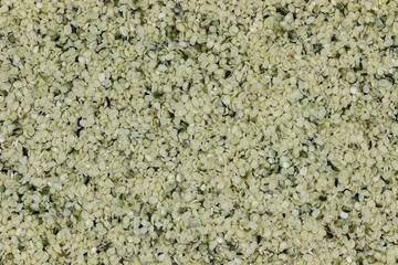 hemp seeds for background use