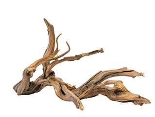 dried branch isolated on transparent background