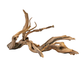 dried branch isolated on transparent background