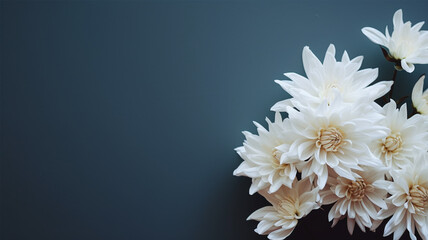 White chrysanthemum on a dark blue background. Place for text. - obrazy, fototapety, plakaty