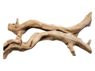 dried branch isolated on transparent background