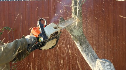 hands of a worker with a chainsaw in the process of cutting down tree branches near a brown fence...