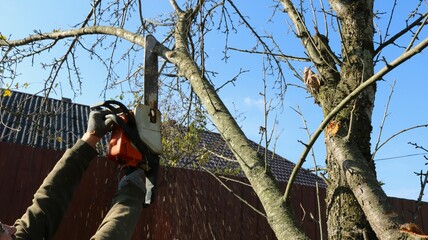 hands of a man with a chainsaw above his head cutting down the branches of an apple tree near a house in a village on a sunny day, cutting down the branches of fruit trees in the spring season