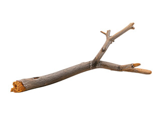 dried branch isolated on transparent background