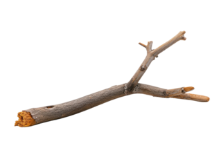 dried branch isolated on transparent background