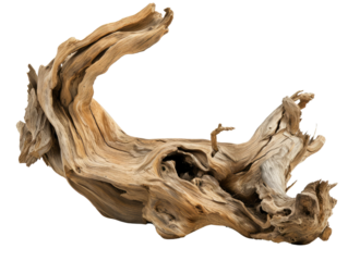 dried branch isolated on transparent background