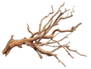 dried branch isolated on transparent background