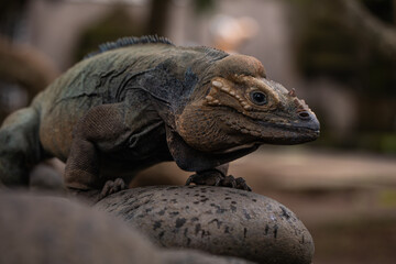 Portrait of Rhinoceros iguana. Cyclura cornuta.