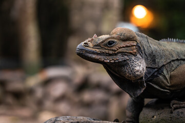 Portrait of Rhinoceros iguana. Cyclura cornuta.