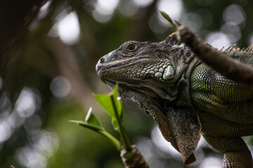 iguana sitting on a branch, reptile, exotic animals, tropical reptiles