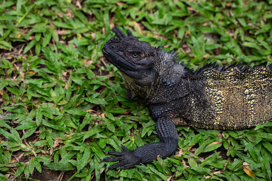 hydrosaurus celebensis, a sailfin dragon from sulawesi island