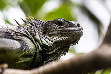 iguana sitting on a branch, reptile, exotic animals, tropical reptiles