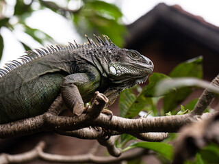 iguana sitting on a branch, reptile, exotic animals, tropical reptiles