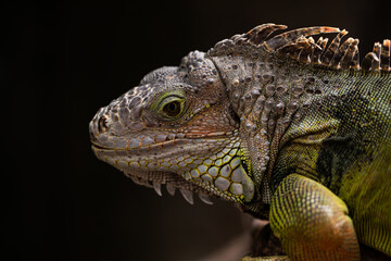 iguana sitting on a branch, reptile, exotic animals, tropical reptiles