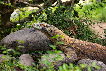 Komodo dragon is on the ground. Interesting perspective.  Indonesia.