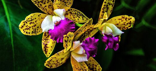 Exotische Orchideen  © Nina