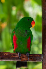 Parrot Biak Eclectus, 
exotic birds, green parrot