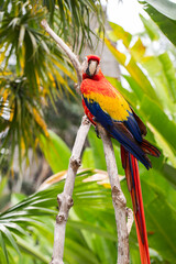 Beautiful red macaw parrot sits on a tree branch, ara, wild bird, rainbow parrot
