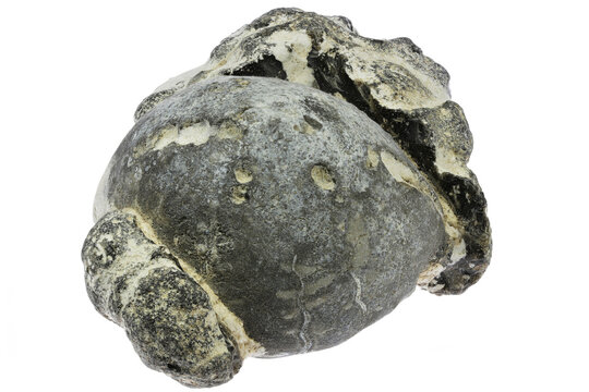 petrified sea urchin in flint matrix from Denmark isolated on white background