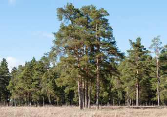 Pine trees in spring forest