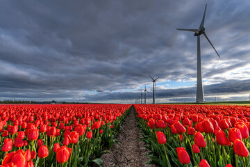 field with red and yellow triumph tulips (variety ‘Verandi’) in Flevoland, Netherlands