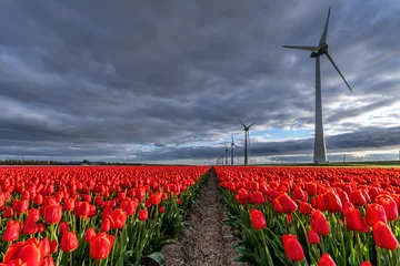  field with red and yellow triumph tulips (variety ‘Verandi’) in Flevoland, Netherlands © Björn Wylezich