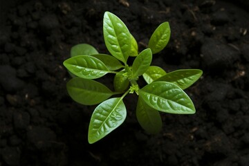 Sprouting life Top down view of an avocado plant growing - obrazy, fototapety, plakaty