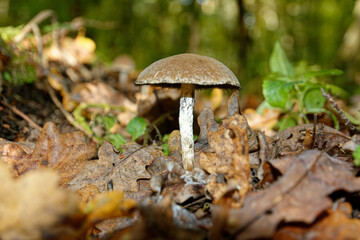 mushrooms in the forest