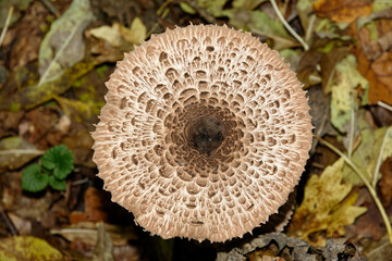 mushroom in the forest
