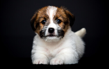 small puppy lies on a black background