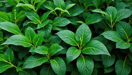 Fototapeta na wymiar A green leafy plant