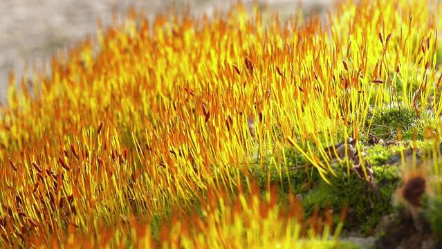 Purple Moss (Ceratodon purpureus), moss sporophyte on stones in spring