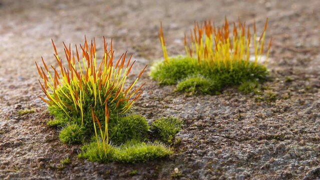 Purple Moss (Ceratodon purpureus), moss sporophyte on stones in spring