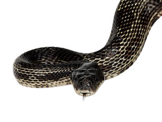 head shot of a Black rat snake aka Pantherophis obsoletus. Tongue out. Isolated cutout on a transparent background.