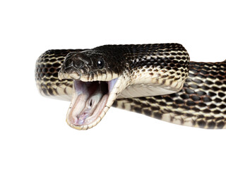 head shot of a Black rat snake aka Pantherophis obsoletus. Mouth wide open. Isolated cutout on a transparent background.