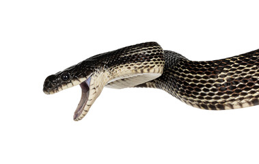 head shot of a Black rat snake aka Pantherophis obsoletus. Mouth wide open. Isolated cutout on a transparent background.