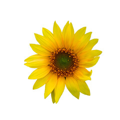 Fototapeta premium Close-up of a sunflower with vibrant yellow petals and detailed center.