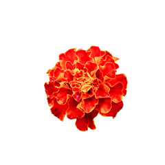 An isolated marigold bloom, its petals a mix of deep red and bright orange hues, set against a stark white backdrop.