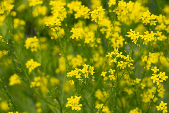 Barbarea arcuata or bittercress or herb barbara or wound rocket many yellow flowers background