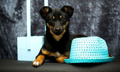 mongrel puppy and blue hat in the studio