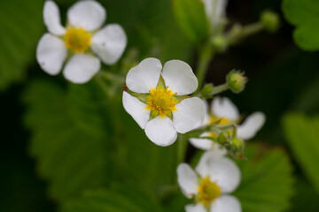 White wild strawberry flowers and green leaves, summer floral background.