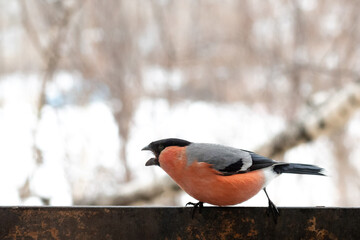 Cute colorful eurasian bullfinch eating red berries, (Pyrrhula pyrrhula)