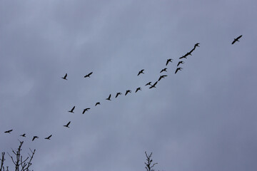 Flock of Wild Geese in the Evening Sky Migrating to the South in Autumn, Brandenburg, Germany
