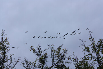 Flock of Wild Geese in the Evening Sky Migrating to the South in Autumn, Brandenburg, Germany
