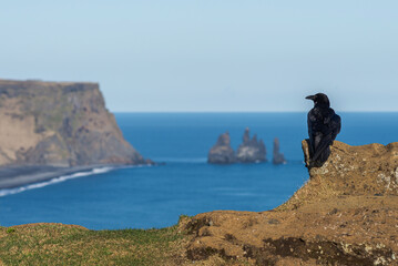 Raven in Iceland.
