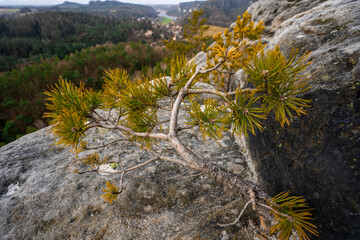 Kleine Kiefer auf dem Gamrig- Felsen in der Sächsischen Schweiz 1