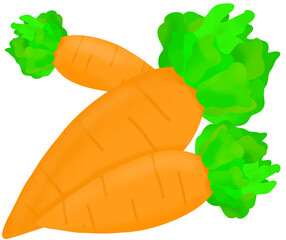Fototapeta premium Orange Carrot 